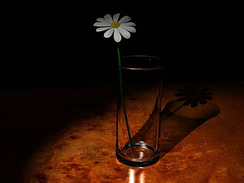 Single White Flower, table, white, daisy, glass, flowers HD wallpaper