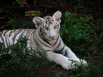 White tiger cub, tigers, animals HD wallpaper