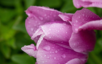 Tulip, nature, macro, flower HD wallpaper