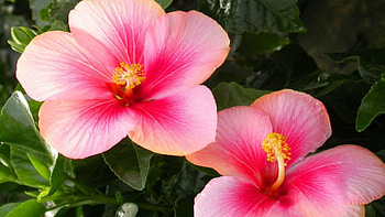 Pink hibiscus flower, Floral background, Nature's beauty, Garden delight HD wallpaper