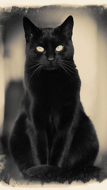Black Cat, Cute HD phone wallpaper