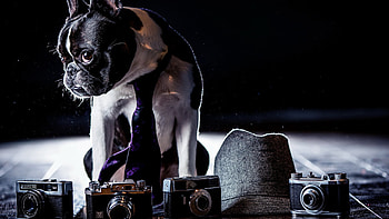 French Bulldog , Animal , Cute pet, Lovably quirky HD wallpaper