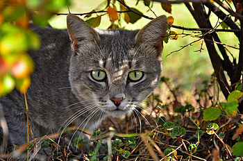 Animals, Grass, Cat, Muzzle, Climb HD wallpaper