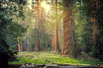 Sequoia-National-Park, Park, Nature, Sequoia, National HD wallpaper