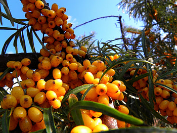 Plants, Food, Berries HD wallpaper