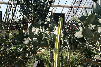A green day at Edmonton garden 08, pink, graphy, yellow, green, Flowers, garden, cactus HD wallpaper