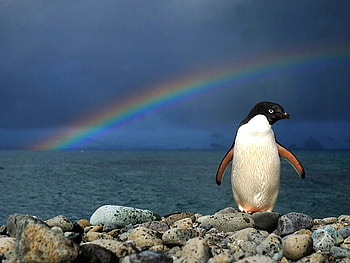 Penguin w Rainbow, cool HD wallpaper