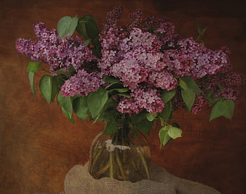 * Lilacs *, flower, lilacs, nature, flowers, spring HD wallpaper
