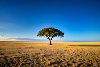Vast Flat Plain Reaching the Horizon Under a Clear Sky with a Single Casting a Lonely Shadow, tree, desert, sky, nature, scenery HD wallpaper