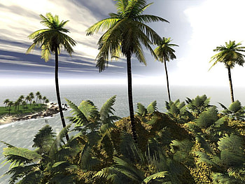 Palms, nature HD wallpaper