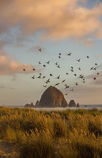 Nature, Birds, Grass, Rock, Lump HD phone wallpaper