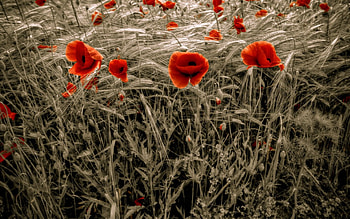 Red flowers, flowers, red HD wallpaper