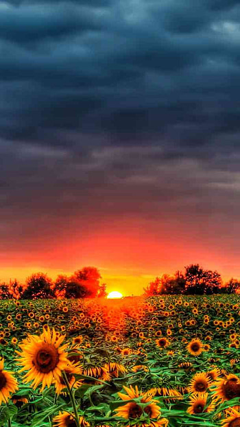 Sunflower n sunset, summer HD phone wallpaper