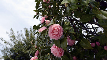 Camellia flowering shrubs, Branches , Beautiful blooms, Floral paradise HD wallpaper
