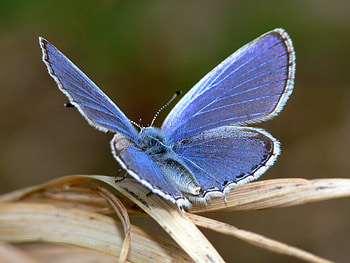 Purple Butterfly, alesita, purple, butterfly, green, nature HD wallpaper
