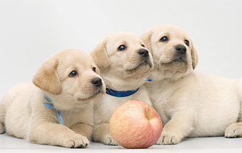 Labrador, background , Perfect pet, Emotional support animal HD wallpaper