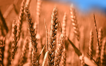 wheat, close-up, spikelets, bokeh, summer, ripe wheat, spikelets of wheat HD wallpaper