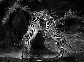 THE FIGHT, animals, striped, fight, wild, zebras HD wallpaper