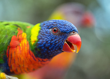 Animals, Parrots, Rainbow, Bird, Beak, Iridescent, Laurie, Lori HD wallpaper
