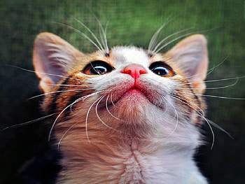 Cat, kitten, blue, kitty, cats, cute, beauty, animals, cat eyes, adorable, sweet, blue eyes, eyes, beautiful, cat face, pretty, love, face, lovely HD wallpaper