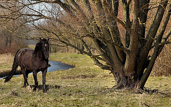 Animals, Horses HD wallpaper
