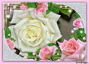 WHITE ROSE, FLOWER, PRETTY, ROSE, WHITE HD wallpaper