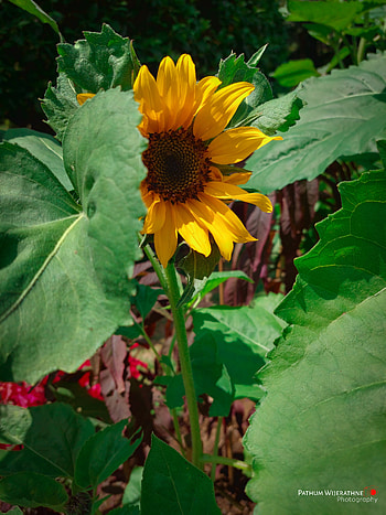 Sun flower tree, petal, plant, sunflower, morning HD phone wallpaper