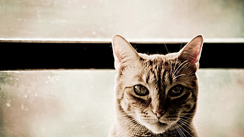 Animals, Cat, Muzzle, Eyes, Sight, Opinion HD wallpaper