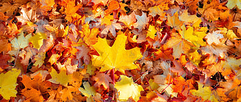 Maple autumn leaves, Nature's palette, Vibrant hues, Fall's magic HD wallpaper