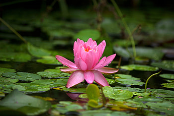 Aquatic plants, water lily, leaves, lake HD wallpaper