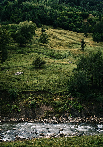 Nature, Rivers, Trees, Grass, Stones, Bush HD phone wallpaper