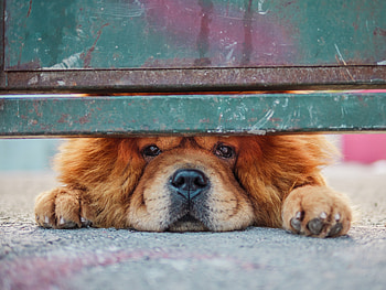 Dog, muzzle, adorable HD wallpaper