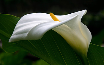 Calla Lily, Nature's elegance, Graceful blooms, Floral beauty HD wallpaper