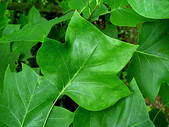 Tulip Poplar Tree, Gardening Q&A, George Weigel HD wallpaper