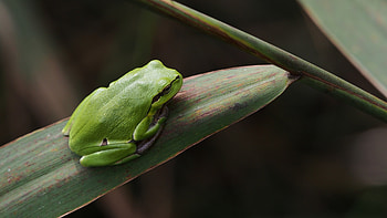 Wild frog, Nature's wonders, Breathtaking detail, Wildlife graphy HD wallpaper