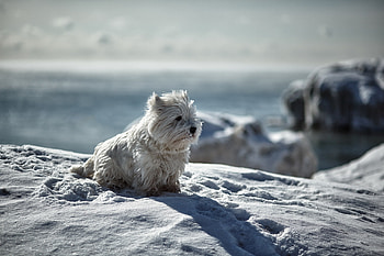Animals, Winter, Snow, Dog, Playful HD wallpaper