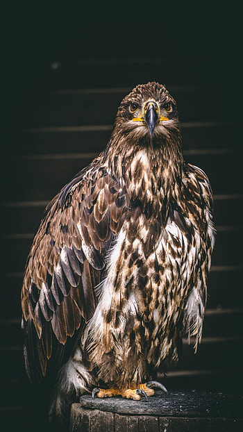 Animals, Bird, Predator, Falcon, Claws HD phone wallpaper