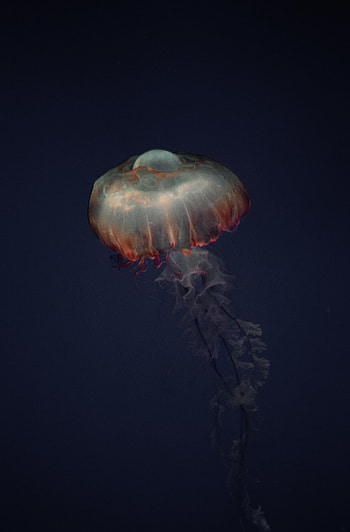 Animals, Jellyfish, Dark, Animal, Tentacles, Under Water, Underwater HD phone wallpaper