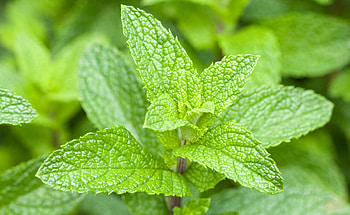 Planting peppermint, Herb cultivation, Garden care, Aromatic plant HD wallpaper