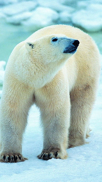 Polar bears , Device compatibility, High-quality , Mobile customization HD phone wallpaper