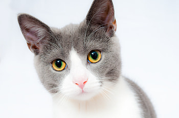 Animals, Cat, Muzzle, Spotty, Spotted, Beautiful HD wallpaper