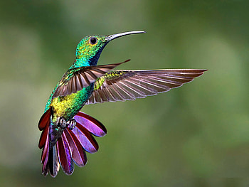 Hummingbird, Animal, Bird, Colorful, Birds HD wallpaper