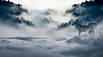In the fog, fog, nature, wolves, animals HD wallpaper