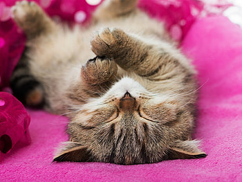 NAPPING CAT, CUTE, , CAT, NAPPING HD wallpaper
