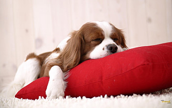 Sleepy dog, dog, animals, cute, sleepy, funny HD wallpaper