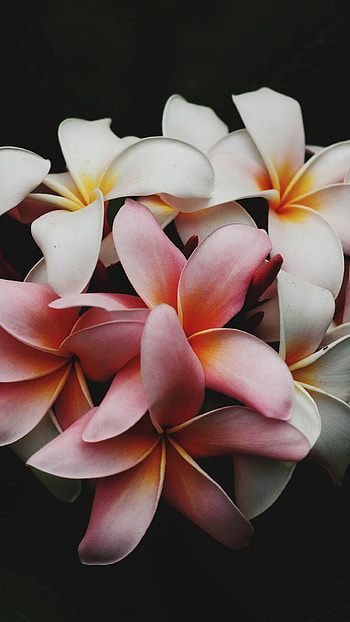 Plumeria flowers, Stunning floral display, Nature's serenade, Blossom enchantment HD phone wallpaper