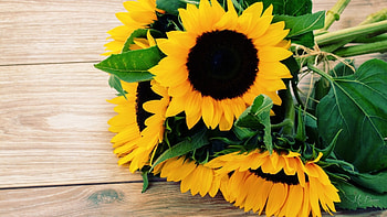 Sunflowers on Deck, sunshine, bouquet, fall, summer, wood, sunflowers, autumn, deck, flowers HD wallpaper