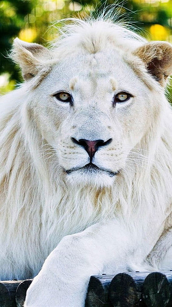 White Lion, Nature Background, wild animal HD phone wallpaper