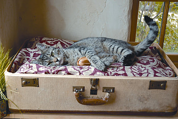 I shall not stay at home, suitcase, cat, funny, home HD wallpaper