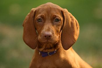 Animals, Dog, Muzzle, Sight, Opinion, Puppy HD wallpaper